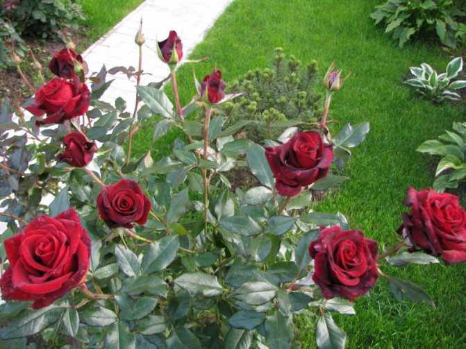 Роза флорибунда: характеристика самых роскошных сортов