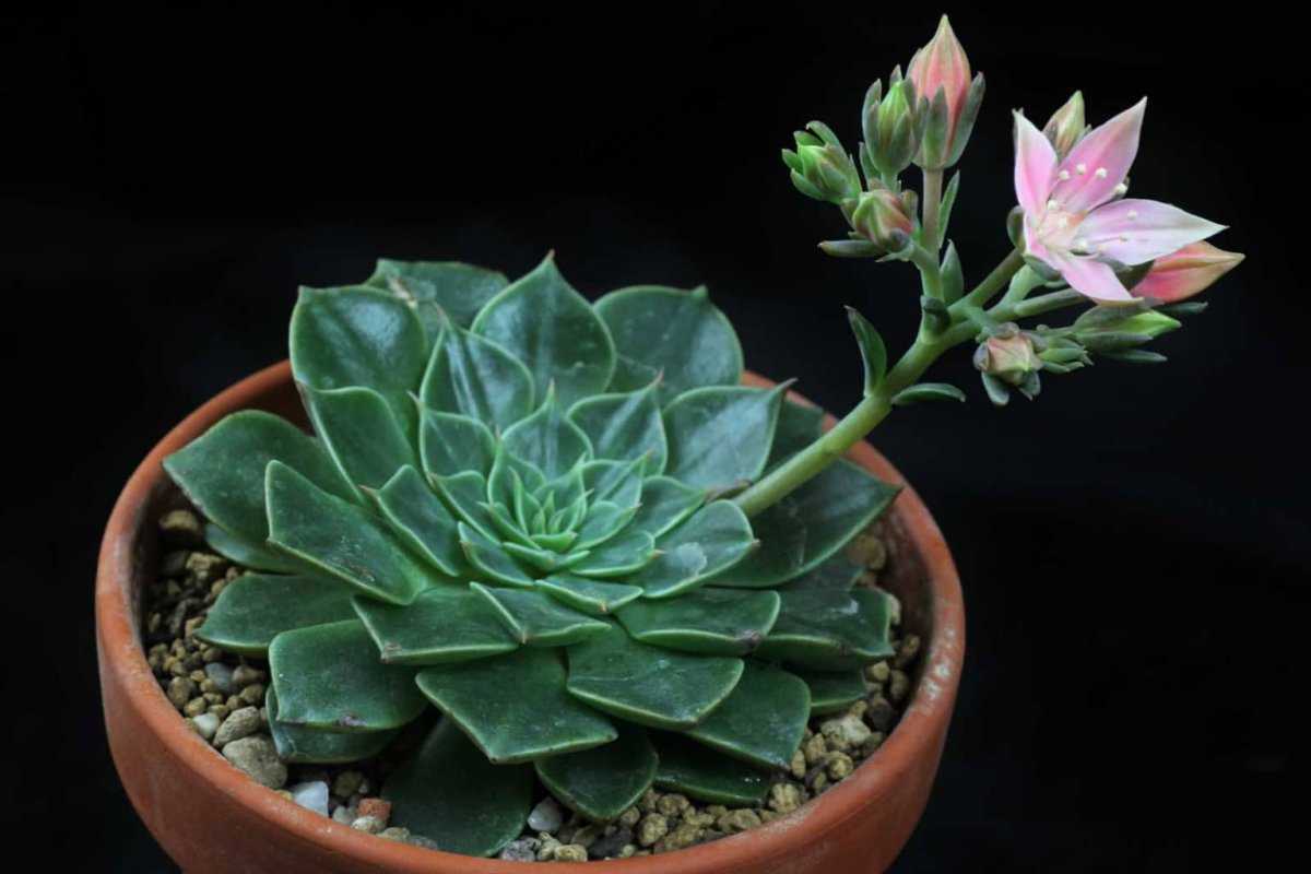 Стапелия – растение похожее на кактус с красивыми цветками-звездочками