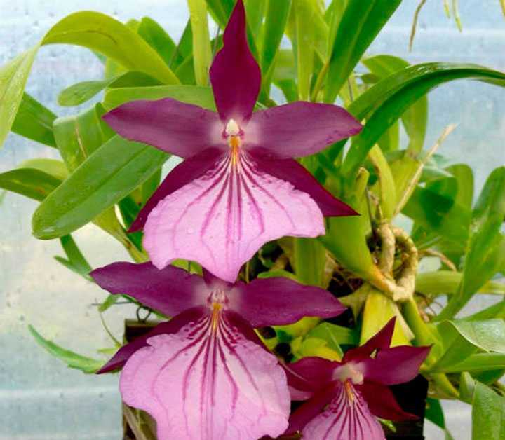 Орхидея мильтония — секреты выращивания