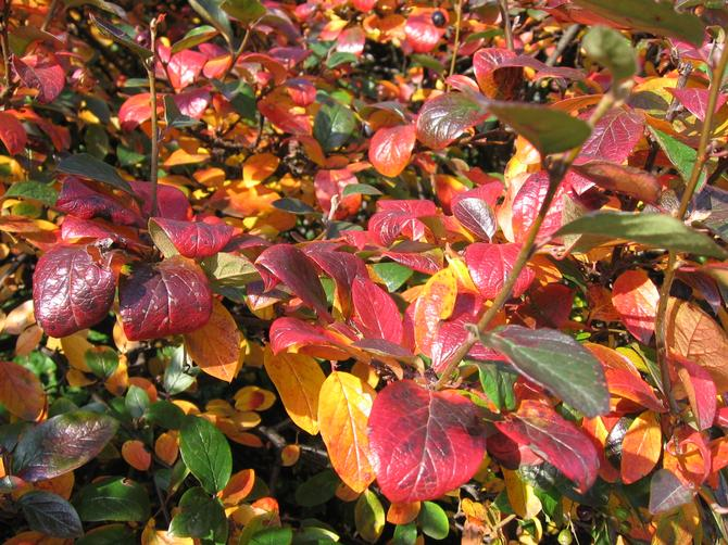 Кизильник (Cotoneaster) относится к семейству розовые, и представлен листопадными и вечнозелеными медленнорастущими кустарниками либо небольшими деревьями