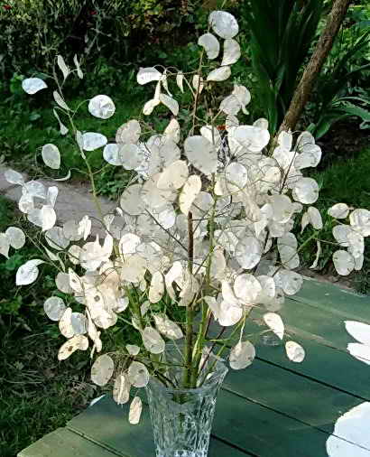 Лунник цветок — однолетний и многолетний виды растения