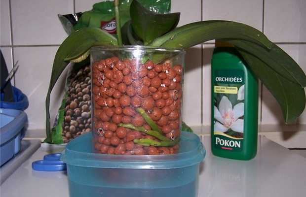 Пересадка орхидеи после покупки в магазине во время цветения в домашних условиях и видео о правильном уходе за ней в новом горшке