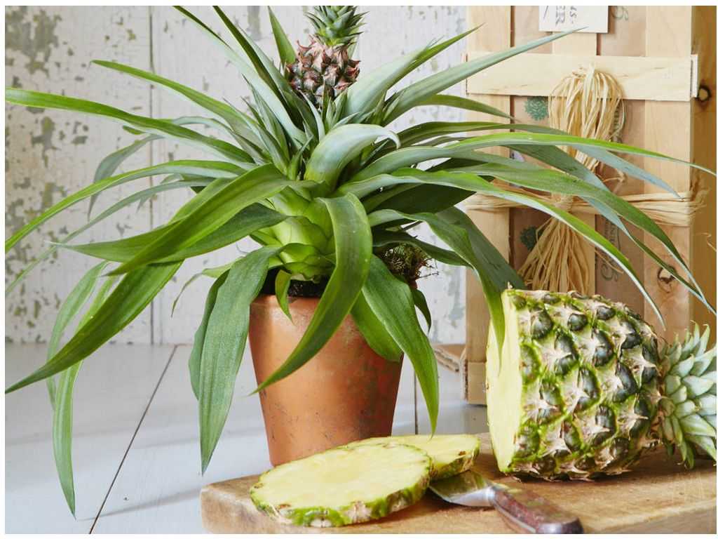 Как вырастить ананас в домашних условиях из верхушки пошагово, в том числе как правильно обрезать плод и подготовить к посадке