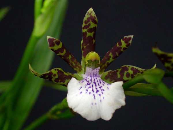 Орхидея зигопеталум: уход в домашних условиях. полезные советы для начинающих цветоводов