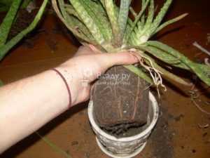 Уход за пестрым или тигровым алоэ в домашних условиях: как растить aloe variegata