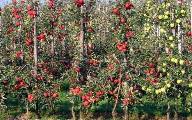 Разные сорта яблони на карликовых подвоях