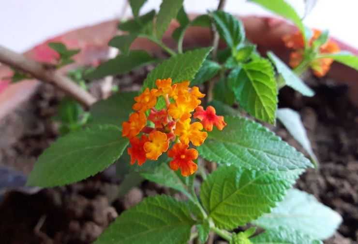 Лантана фото цветка, уход в домашних условиях, растение из семян