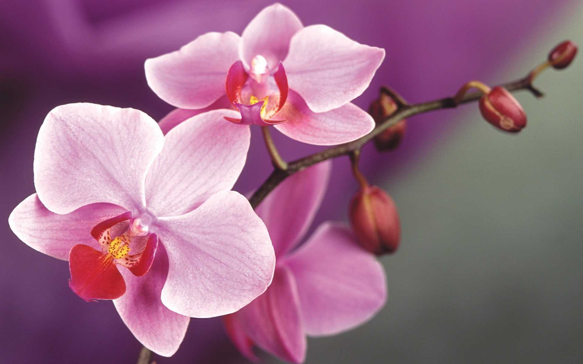 Как продлить жизнь букету из орхидей