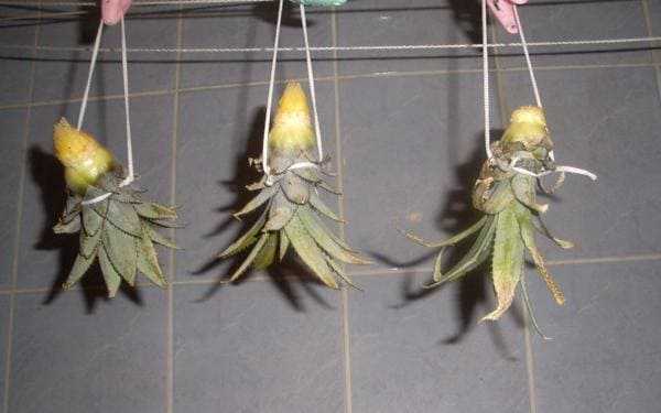 Как посадить ананас из верхушки в домашних условиях