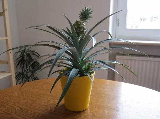 Как вырастить ананас, в том числе в домашних условиях из верхушки и не только, инструкция по выращиванию дома + видео
