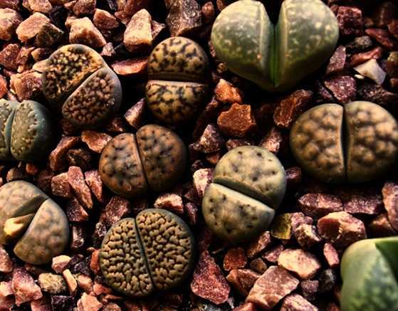 Домашние литопсы, живые камни, фото, уход, выращивание из семян