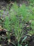 Про выращивание фенхеля в открытом грунте: посадка, уход, сбор урожая