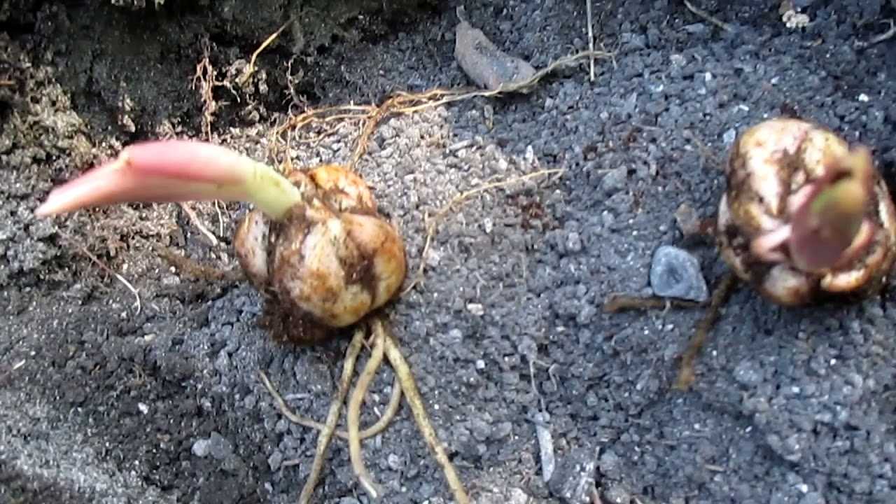 Лилия древовидная фото посадка и уход в открытом грунте