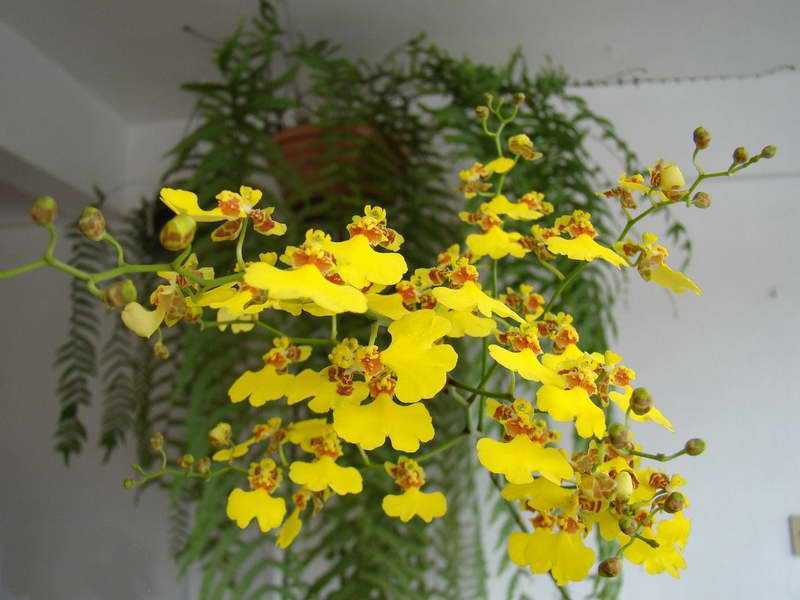Орхидея "онцидиум": уход в домашних условиях, фото