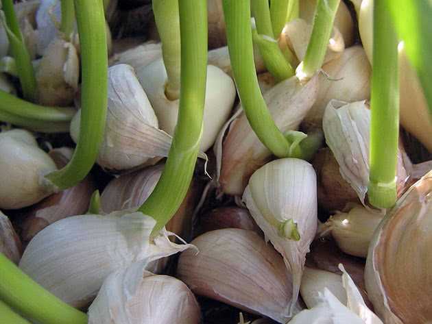 Выращивание ярового и озимого чеснока в открытом грунте из семян (бульбочек), фото, видео