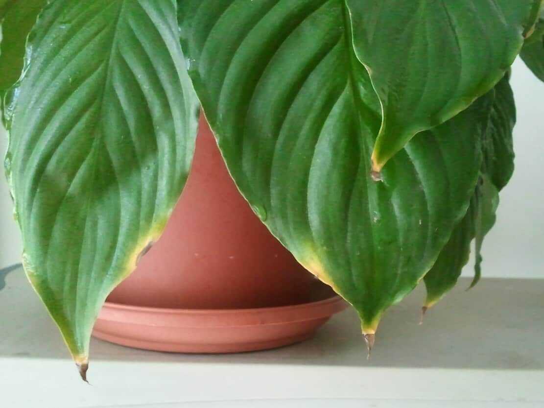 Почему сохнут кончики листьев у комнатных растений? - много хитростей