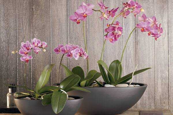 Орхидея стангопея: уход в домашних условиях, пересадка