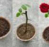 Розы на срез: выращивание и сохранность