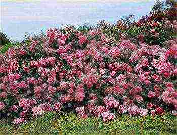 Роза «Свани» почвопокровная идеально подходит для создания белоснежного ковра на садовом участке Как правильно высаживать ее в открытый грунт и осуществлять