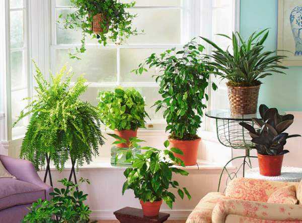 Комнатные растения, которые хорошо очищают воздух