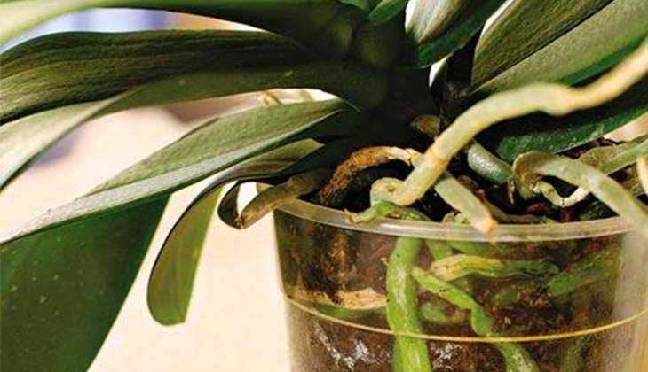 Орхидея  — как восстановить сгнившие корни растения