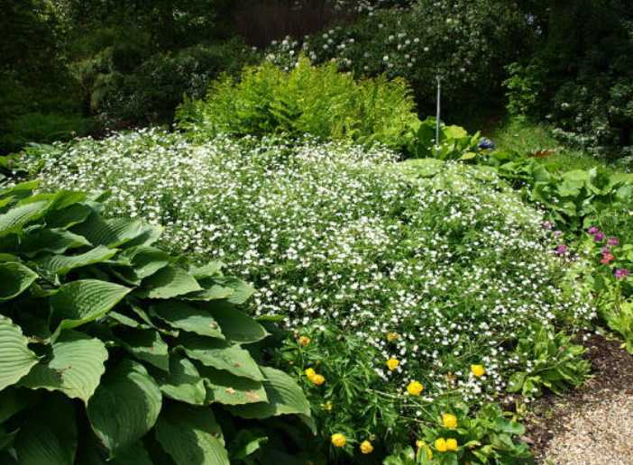 Гипсофила – цветущее облако в вашем саду. уход, выращивание из семян