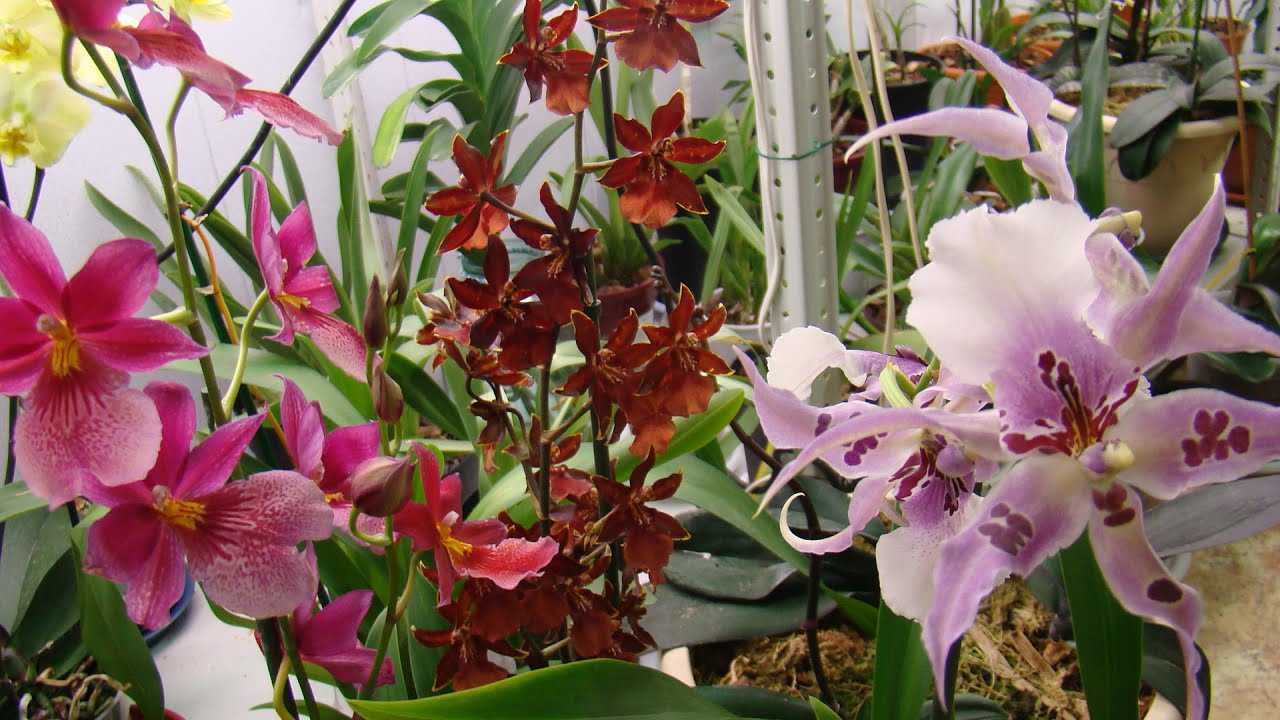 Очаровательная орхидея камбрия.