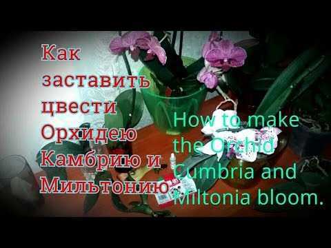 Орхидея мильтония:уход в домашних условиях, фото, виды, советы по грунту и пересадке