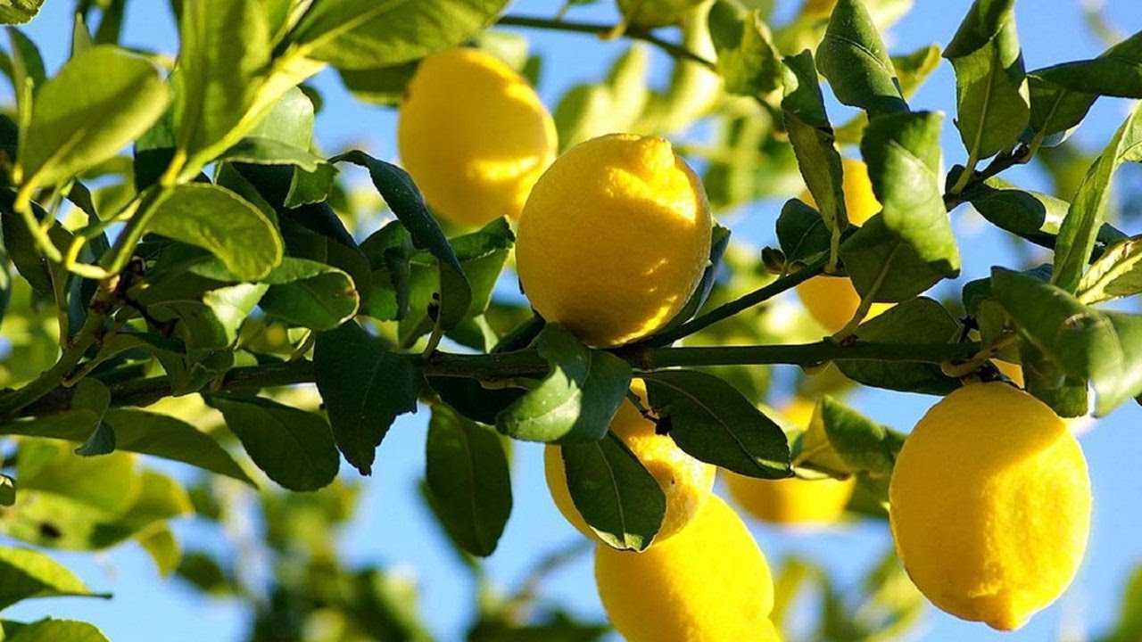 Чем подкармливать лимон?