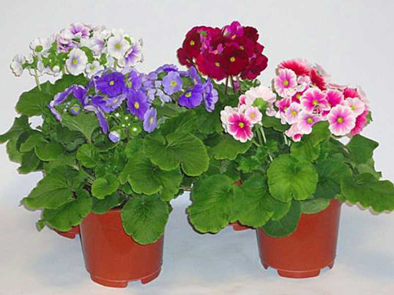 Мир домашних цветов: все что вы хотели узнать по уходу за самыми популярными комнатными растениями :: инфониак