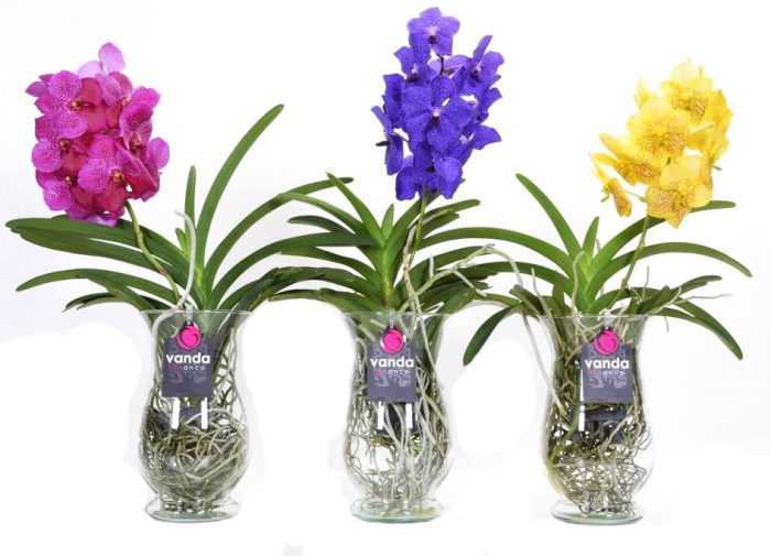 Орхидея ванда (55 фото): уход в домашних условиях. что делать, если она сбросила листья? выращивание в стеклянной колбе синих и голубых цветов