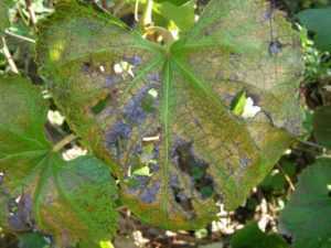 Антракноз винограда (18 фото): чем лечить болезнь? как обработать ягоды и листья препаратами? лучшие современные средства против заболевания