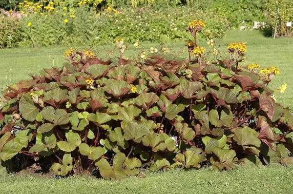 Бузульник (Ligularia) еще именуют лигулярией Он имеет прямое отношение к роду травянистых многолетних растений семейства сложноцветные либо астровые