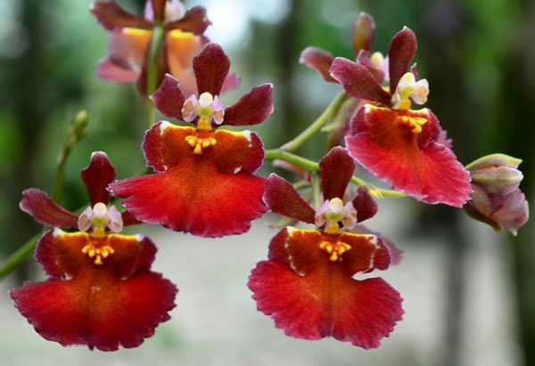 Орхидея онцидиум: уход в домашних условиях, пересадка, советы, видео