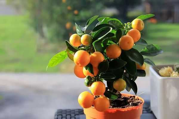 Каламондин или цитрофортунелла (домашний мандарин) – уход в домашних условиях. выращивание, пересадка и размножение