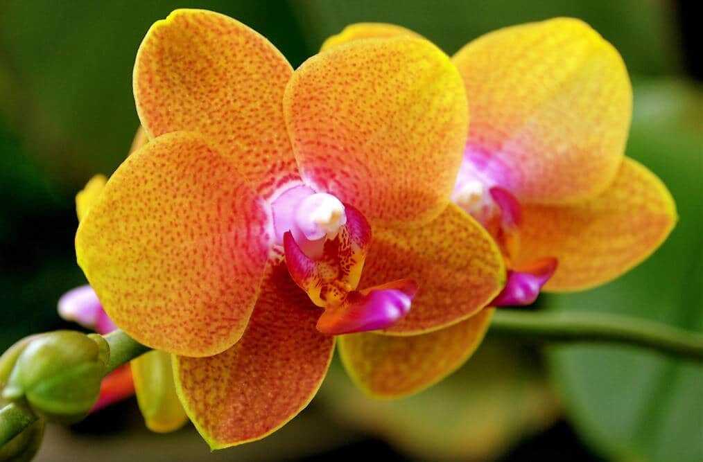 Орхидеи желто розовые