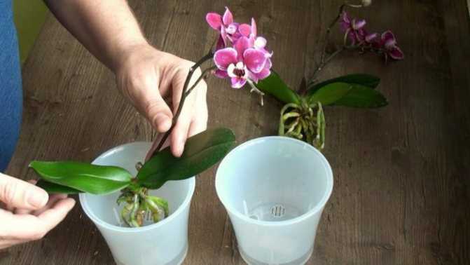 Как выбрать горшок для орхидей
