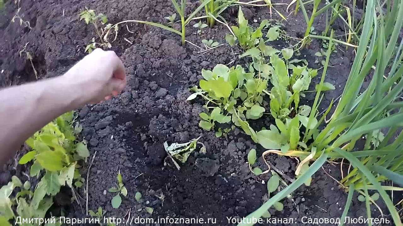 Посадка репы семенами в открытый грунт и на рассаду, можно ли ее пересаживать после прореживания, видео