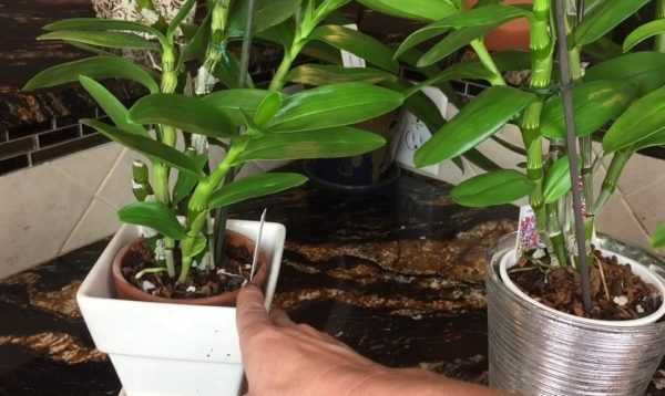 Пересадка орхидеи дендробиум и уход в домашних условиях, видео и фото, как рассаживать