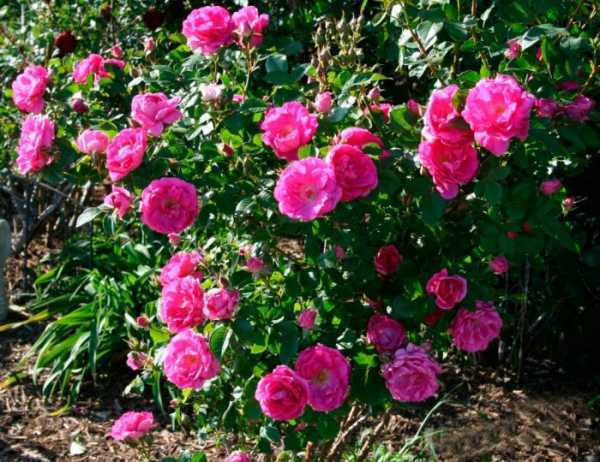 Формирование кустов роз и срез цветов в теплицах