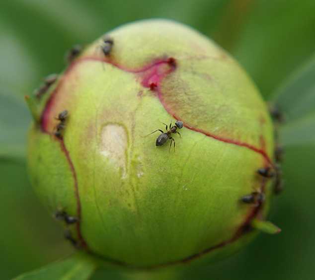 «портят весь вид»: как избавиться от муравьёв на пионах