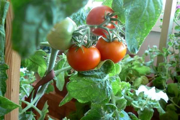 Выращивание помидоров на подоконнике проверенным методом