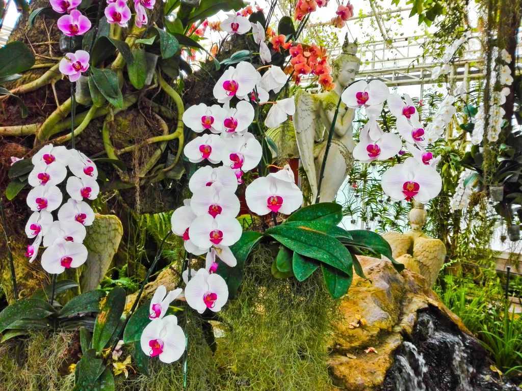 Применение бона форте для орхидей