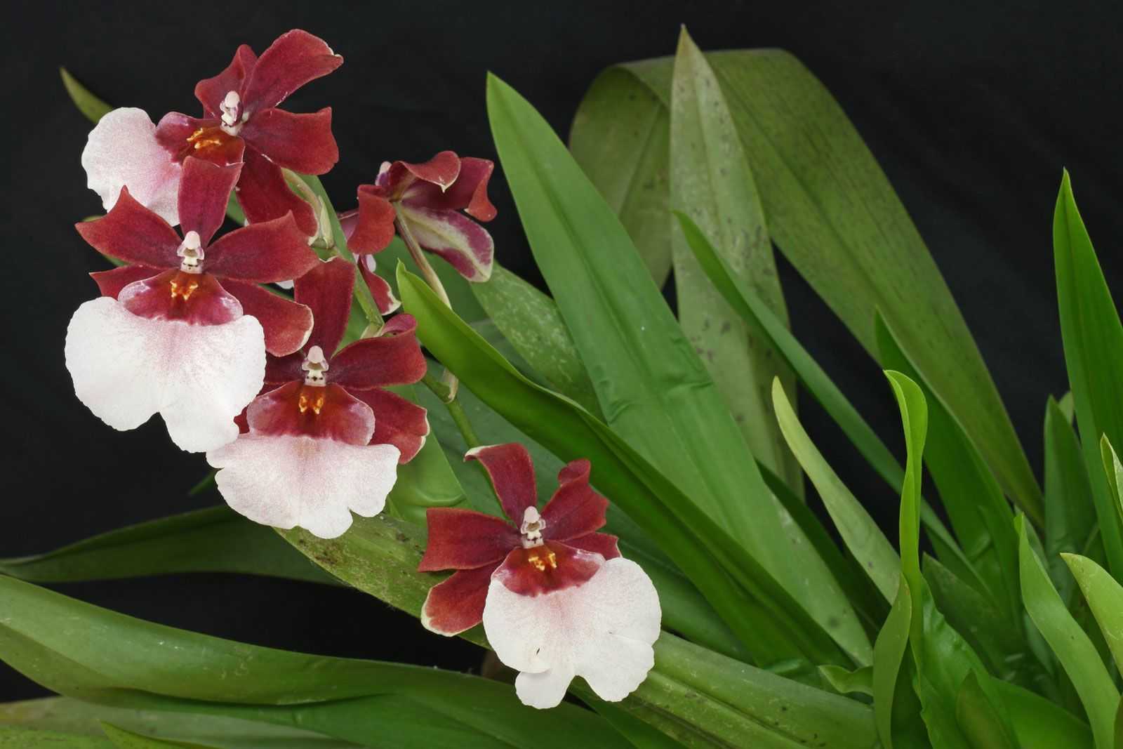 Для выращивания данного рода орхидеи в горшке понадобится особая землесмесь Ее самыми главными составляющими являются: измельченный сфагнум и мелкофракционная кора сосны