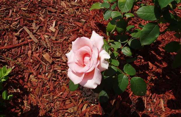 Розы на срез: выращивание и сохранность - проект "цветочки" - для цветоводов начинающих и профессионалов