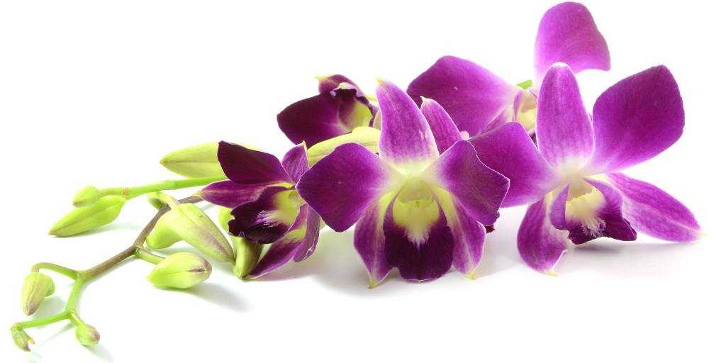 Болезни орхидей selo.guru — интернет портал о сельском хозяйстве