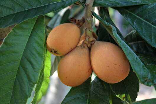 Мушмула: фрукт — польза и вред, где растет