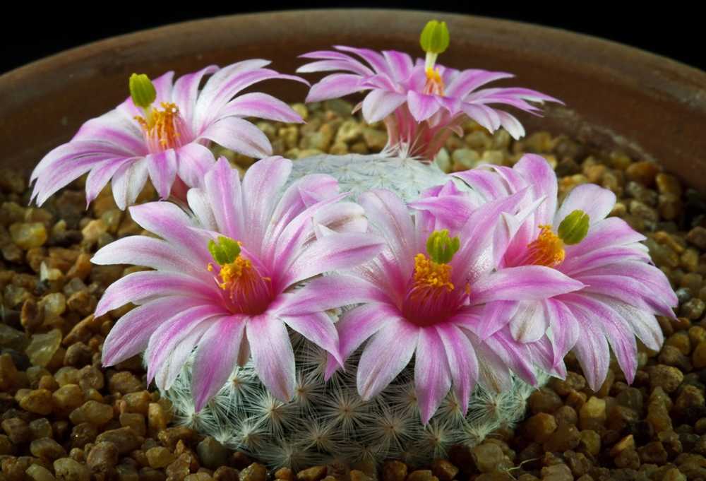 Описание и особенности цветка маммиллярия грацилис. выращивание и уход
