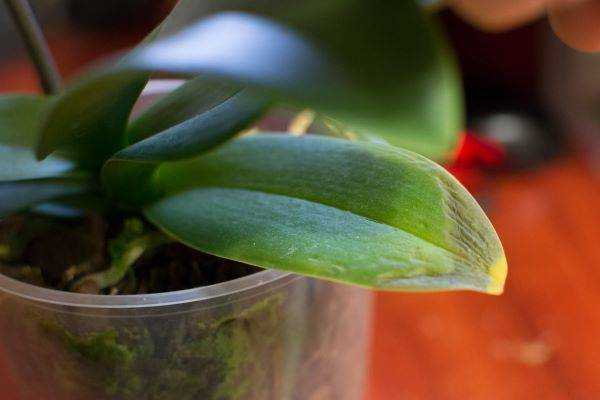 Орхидея после пересадки – особенности ухода за роскошным тропическим цветком
