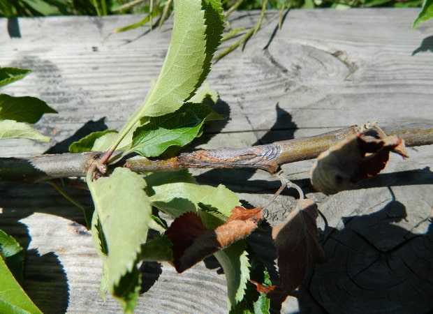 Вредители и болезни косточковых деревьев: фото, лечение заболеваний и защита от насекомых